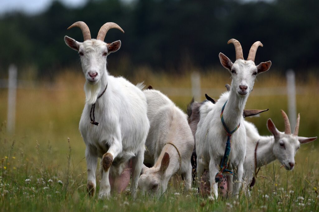 cara ternak kambing sukses