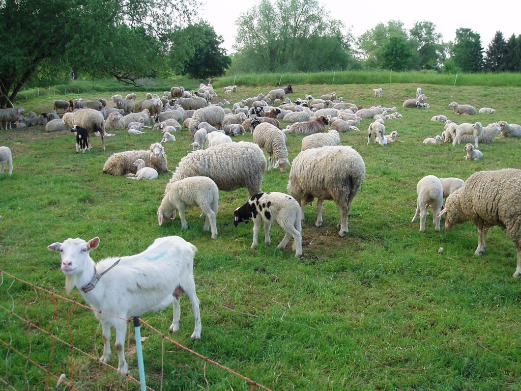 cara ternak kambing sukses