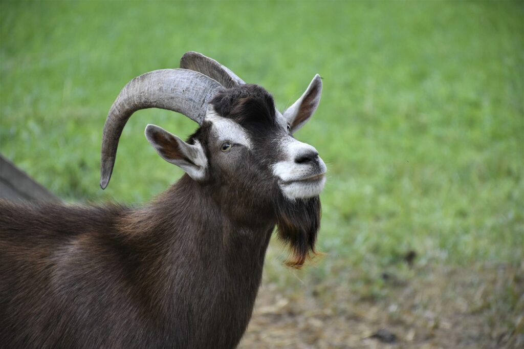 cara ternak kambing sukses