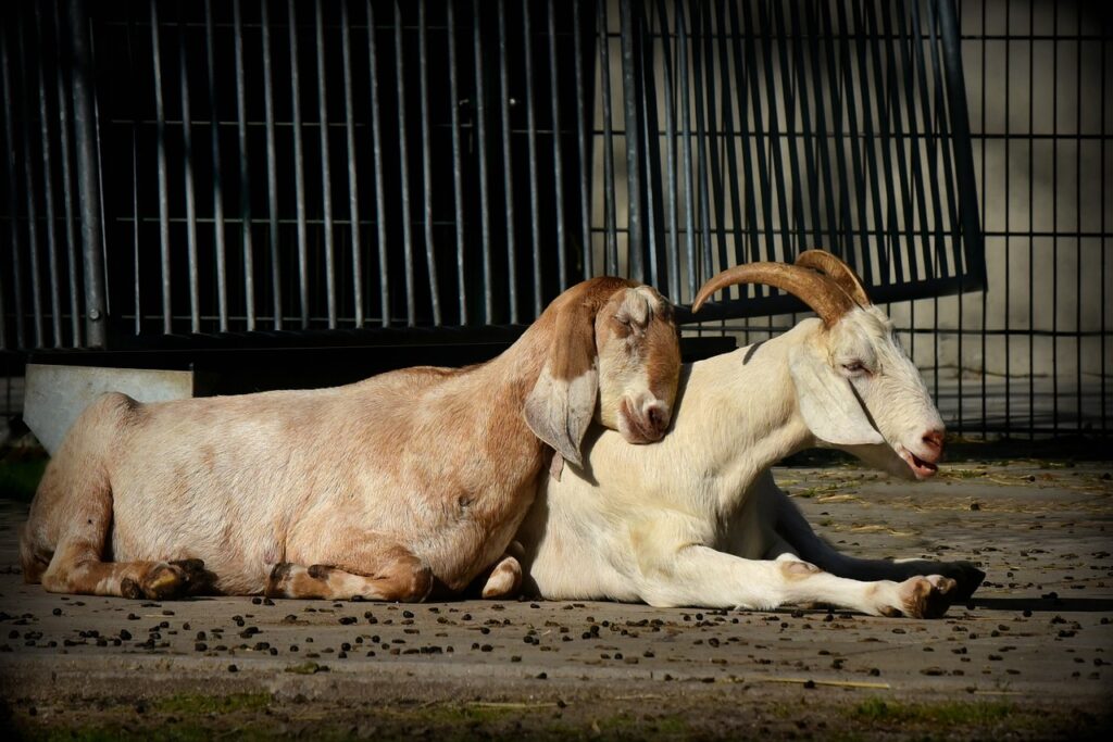 kambing
