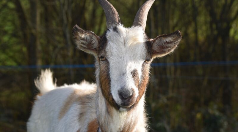 cara ternak kambing sukses