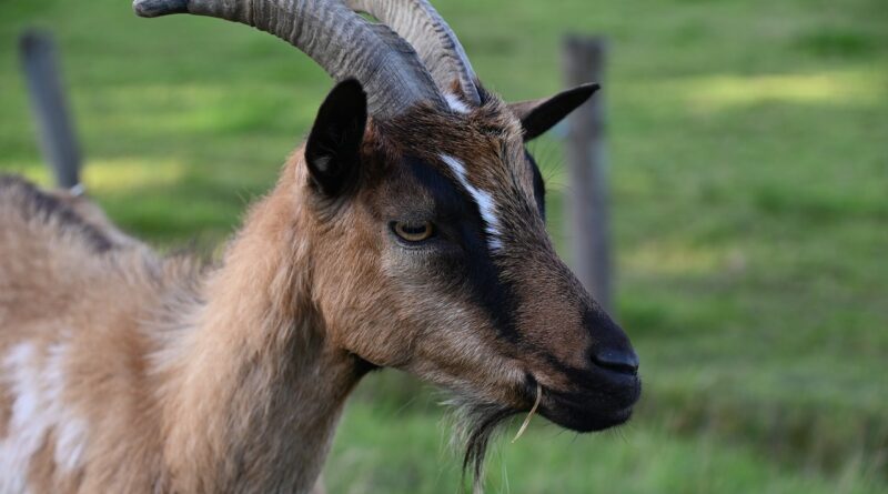 budidaya kambing pedaging