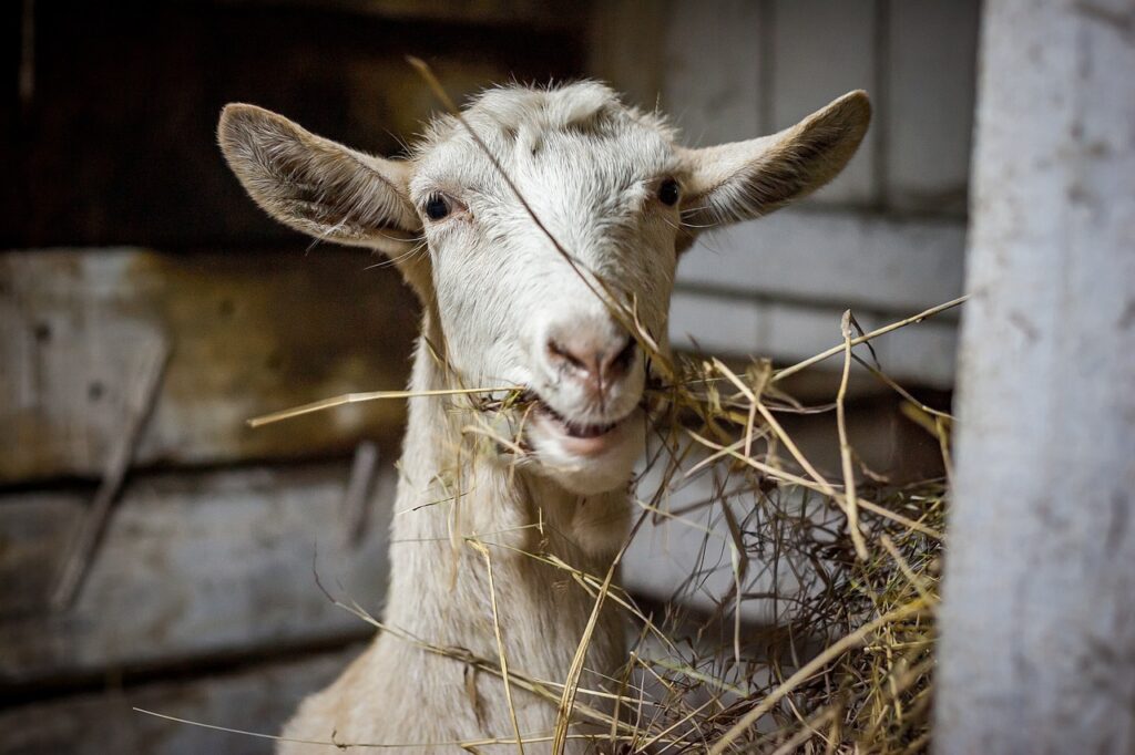 budidaya kambing pedaging