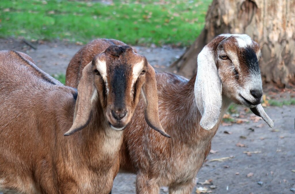 budidaya kambing pedaging