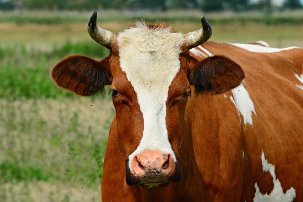 sapi