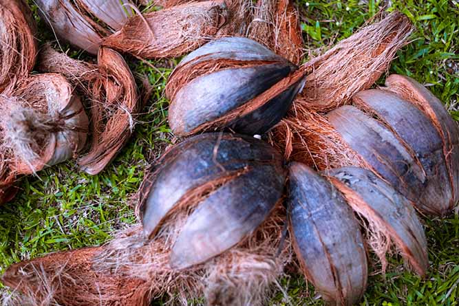 sabut kelapa