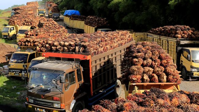 ekspor kelapa sawit ke cina