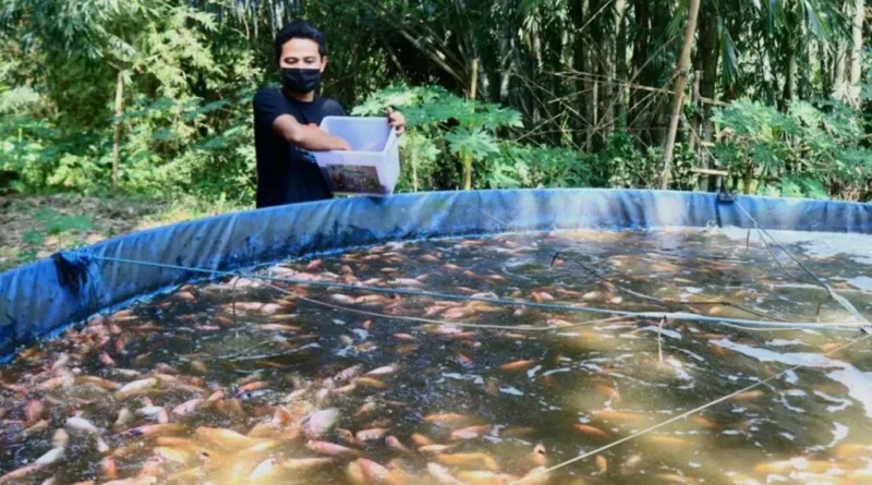Budidaya nila sistem bioflok