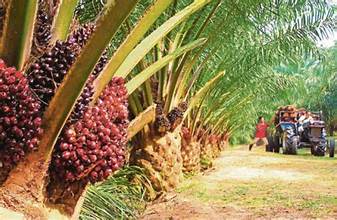 serabut kelapa sawit