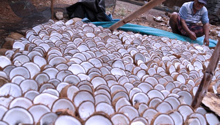oven pengering kopra putih