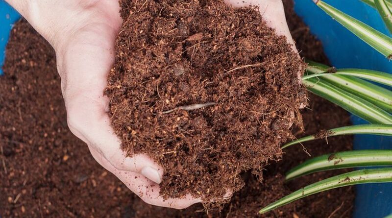 Bisnis cocopeat berkualitas ekspor