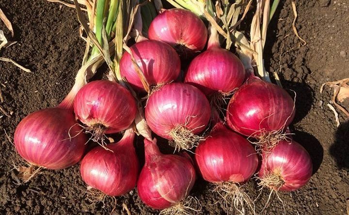 Bisnis olahan bawang menguntungkan