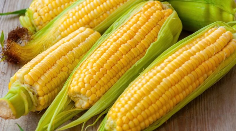 Mesin Perontok Jagung Efisien