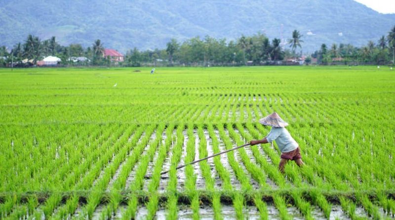 pompa irigasi sawah besar