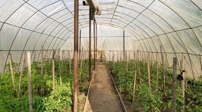 fungsi greenhouse dalam budidaya pertanian