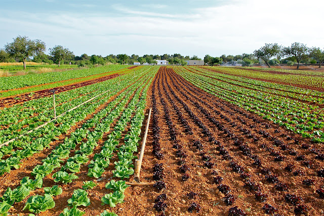 mesin cultivator pengolah tanah