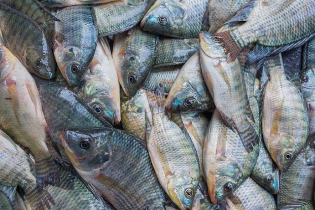 cara budidaya ikan nila sistem bioflok