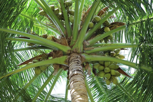keunggulan pohon kelapa bagi lingkungan