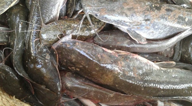cara hindari gejala lele kembung
