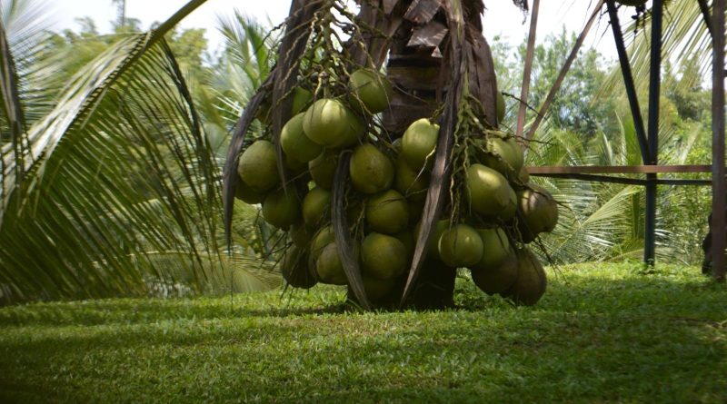 jenis pohon kelapa genjah