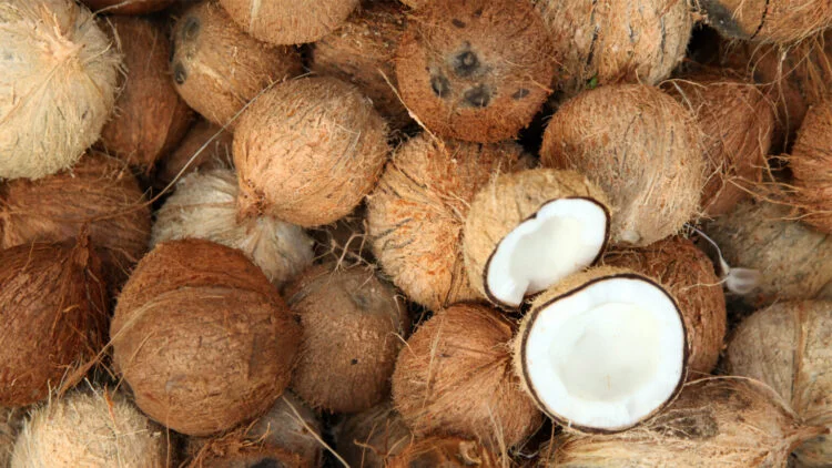 Cara Berbisnis Kelapa Tua dari Nol untuk Pemula
