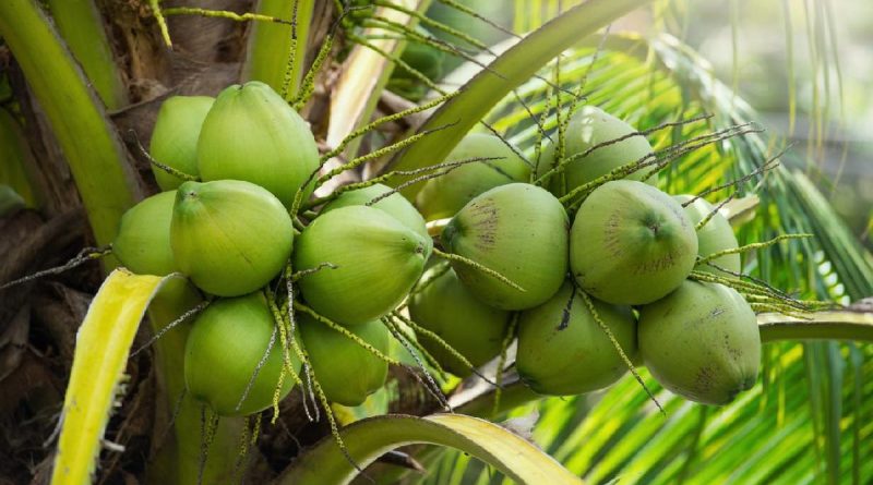 Bisnis Olahan Kelapa Pemula