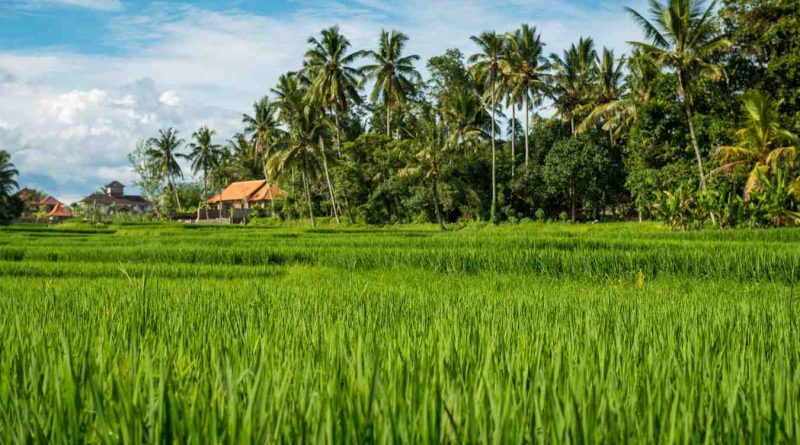 sawah