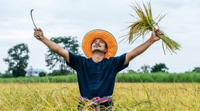 penyebab gabah rusak saat proses perontokan