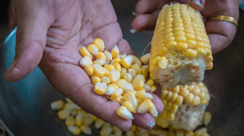 penyebab hasil pipilan jagung kurang maksimal