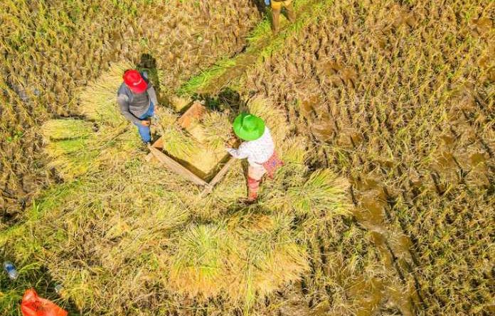 kapan waktu terbaik menggiling gabah hasil panen