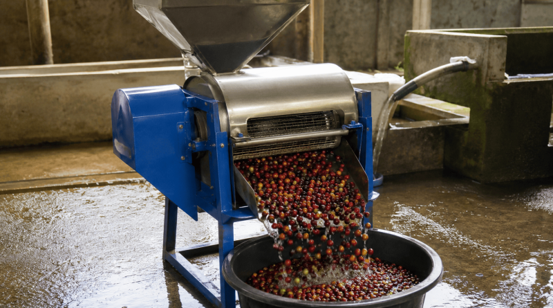 kenapa kopi perlu dikupas