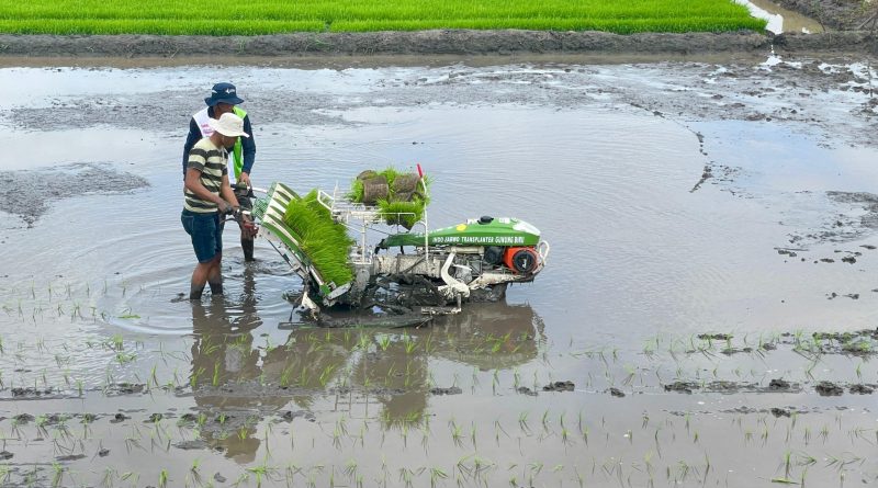 teknik tanam padi lebih cepat