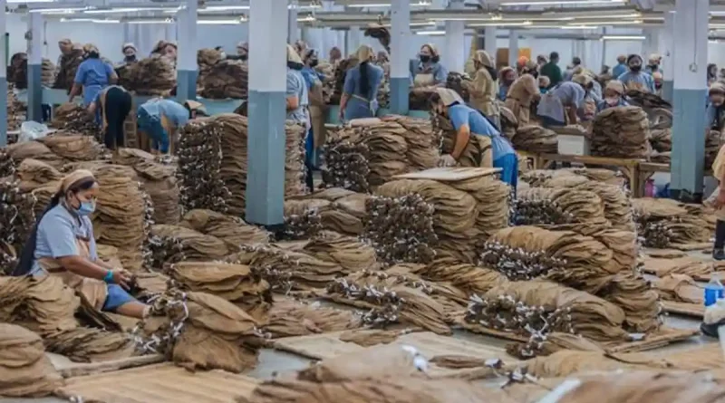 solusi meningkatkan kapasitas produksi tembakau, kapasitas produksi, produksi pertanian, efisiensi produksi, usaha pertanian, UMKM pertanian, mesin pertanian, manajemen produksi, produktivitas pertanian, pengelolaan usaha