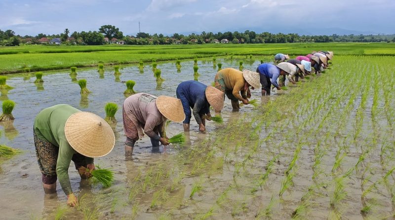 Persiapan Lahan Tanam Padi