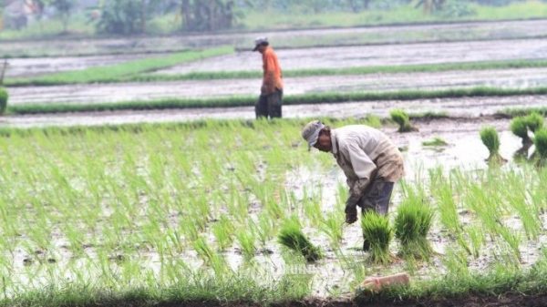 solusi keterbatasan tenaga kerja pertanian