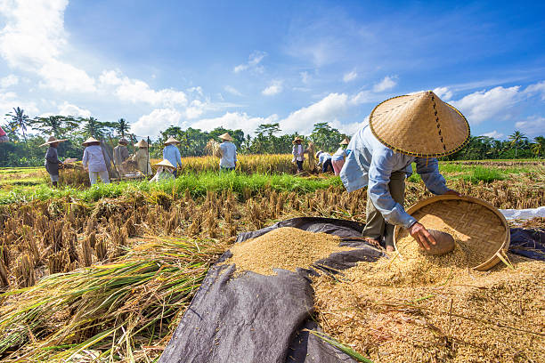 pengeringan biji bijian setelah panen