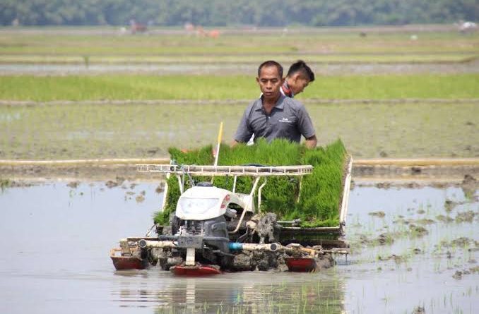 cara mempercepat proses tanam padi