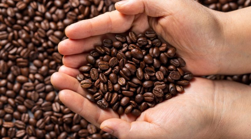 cara memilih biji kopi berkualitas