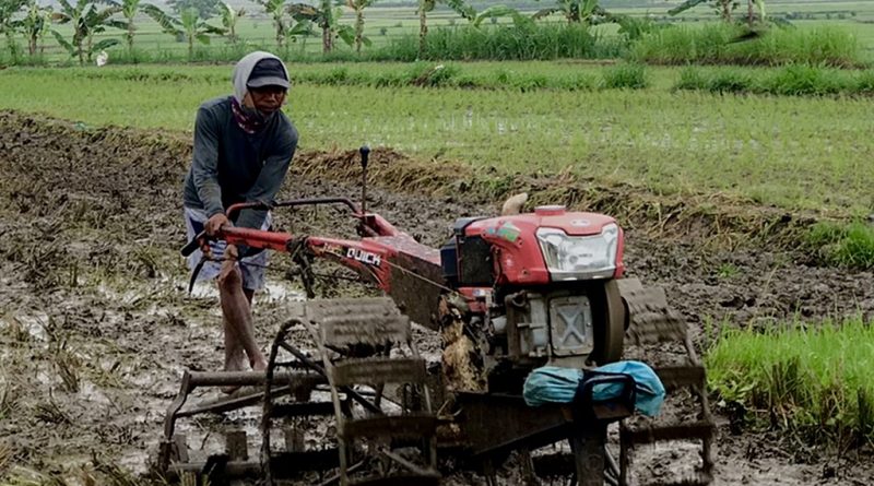 kenapa sawah perlu dibajak