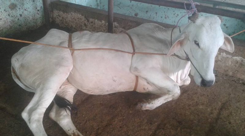 cara merebahkan sapi kurban