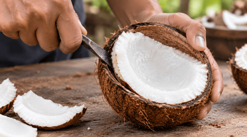 mesin keruk kelapa untuk usaha