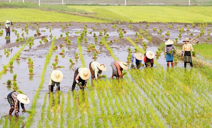 keunggulan penanaman padi secara mekanis