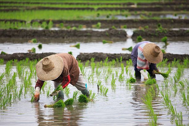 hal yang perlu disiapkan petani