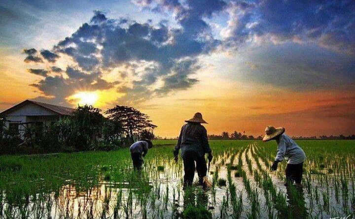 efisiensi tenaga saat tanam padi