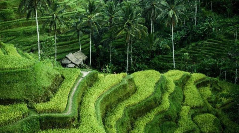 Potensi Pertanian di Lahan Perbukitan